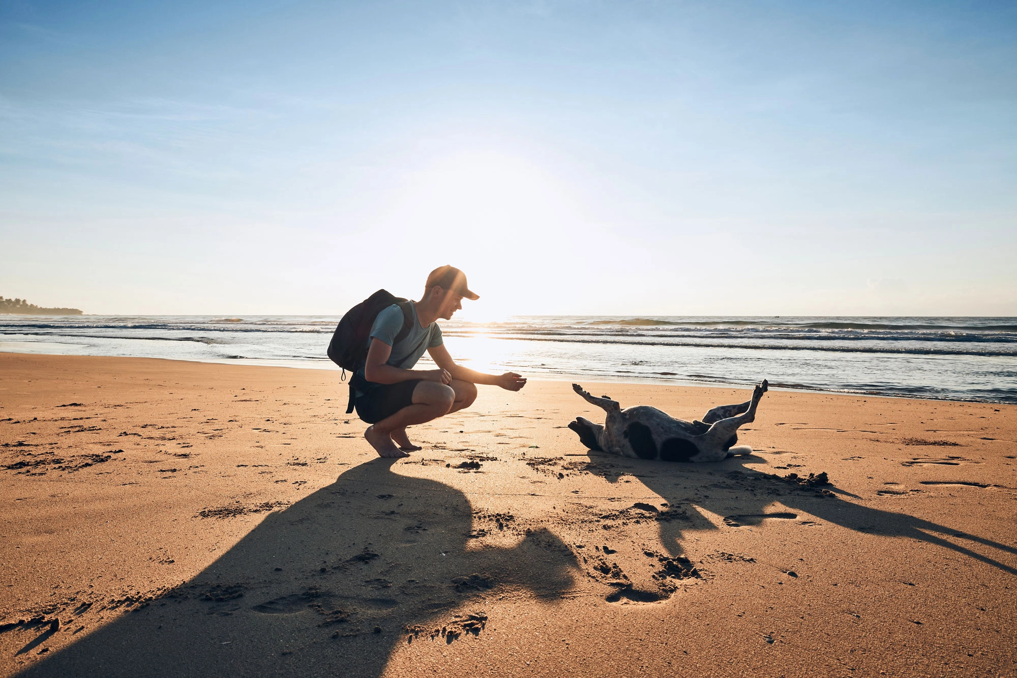 Best Airlines in the World for Pets Revealed